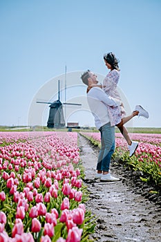 Tulip field in The Netherlands, colorful tulip fields in Flevoland Noordoostpolder Holland, Dutch Spring views