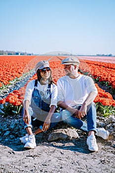 Tulip field in The Netherlands, colorful tulip fields in Flevoland Noordoostpolder Holland, Dutch Spring views