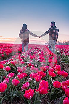 Tulip field in The Netherlands, colorful tulip fields in Flevoland Noordoostpolder Holland, Dutch Spring views