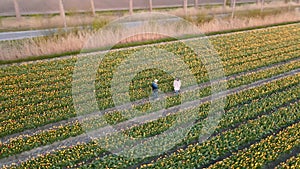 Tulip field in The Netherlands, colorful tulip fields in Flevoland Noordoostpolder Holland, Dutch Spring views