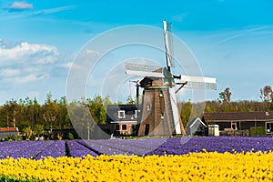 Tulip field and old mills in netherland