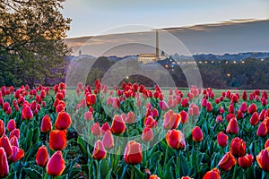 Tulip Field Overlooking Washington DC Monuments