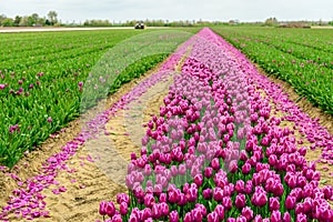 Tulip field with purple blooming flowers partially mechanized cu