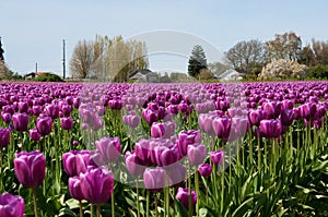 Tulip field with purple flowers