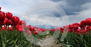 Tulip field with rain clouds