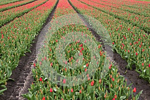 Tulip field with red flowers