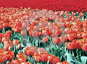 Tulip field with only red flowers