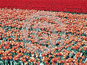 Tulip field with only red flowers in Holland
