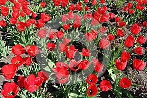 Tulip field red flowers