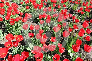 Tulip field red flowers