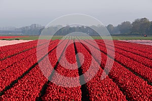 Tulip field with red and pink tulips and hazy horizon