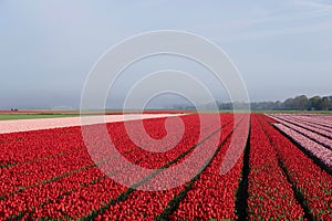 Tulip field with red and pink tulips and hazy horizon