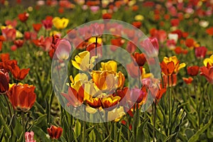 Tulip field with red and yellow flowers in Germany