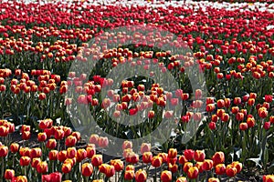 Tulip field, red, yellow and white flowers in spring