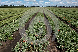 Tulip field after removing most of the flower heads