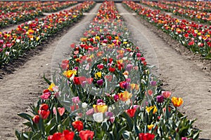 Tulip field, rows of flowers in assorted colors in spring