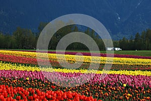 Tulip field in spring