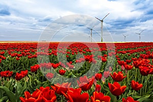 Tulip field in spring