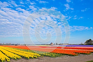 Tulip field. Spring in the Netherlands