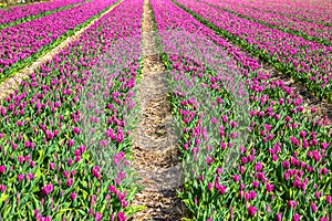 Tulip field. Spring in the Netherlands