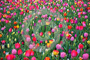 Tulip field. Spring in the Netherlands