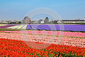 Tulip field. Spring in the Netherlands