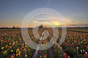 Tulip Field at Sunset