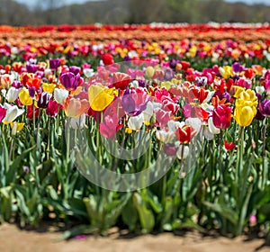 Tulip field