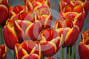 Tulipano 