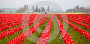 Tulip field in Washington state