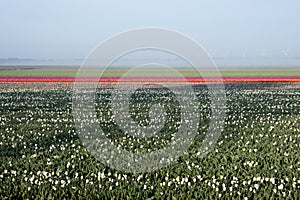 Tulip field with white tulips in front and rows of red, purple, yellow and pink tulips in background