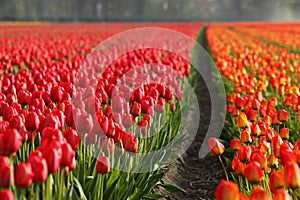 Tulip fields photo