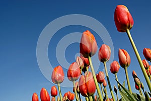 Tulip fields