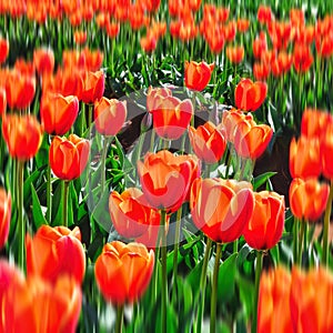 Tulip Fields