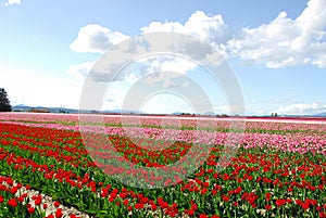 Tulip Fields