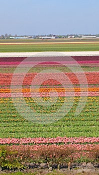 Tulip fields