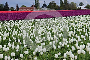 Tulip Fields