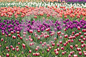 Tulip fields photo