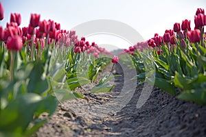 Tulip fields closeup with a path photo