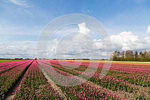 Tulip fields in the countryside in The Netherlands