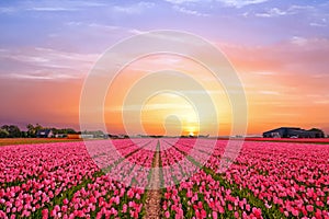 Tulip fields in the countryside from the Netherlands in spring
