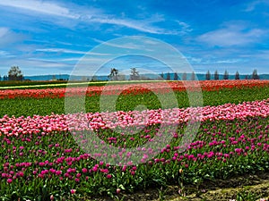 Tulip Fields of flowers in rows of bright colors photo