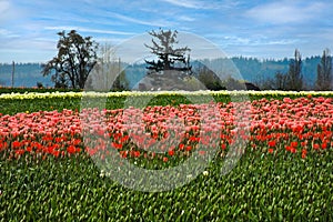 Tulip Fields of flowers LaConner Skagit Valley photo