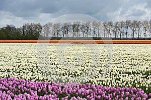 Tulip fields in Holland, Noordoostpolder photo