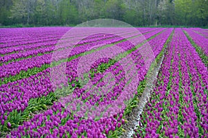 Tulip fields in Holland, Noordoostpolder photo
