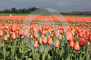tulip fields Holland Russia photo