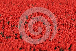 Tulip fields , Holland