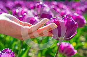 Tulip fields in Holland. Tulips field. Tulip in woman hands. Tulip flowers in spring blooming blossom scene.