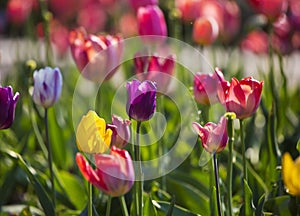 Tulip fields with many blooming flowers