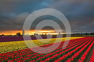 Tulip Fields, Mt. Vernon, Washington State